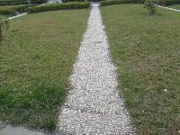 S6302166 S6302166